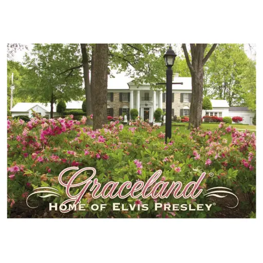 [EMSP2042] Elvis Postcard - Pink Azaleas - Pack of 50